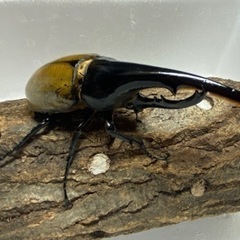 ヘラクレスヘラクレス成虫ペア値下げの画像