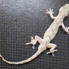 ニホンヤモリ　２匹程度　