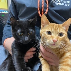 生後5ヶ月　茶トラ　黒猫　里親さん決まりました！