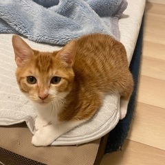 里親を探しています。(終了です