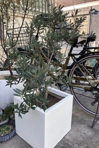 オリーブの古木