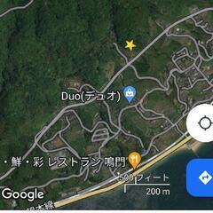 竹、林の木　いつでも好きなだけどうぞ。の画像