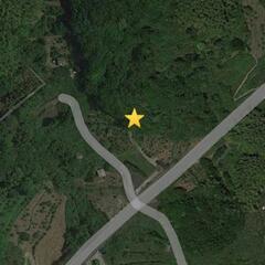 竹、林の木　いつでも好きなだけどうぞ。の画像