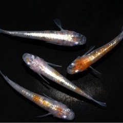 多度大社前朝市✨メダカ🐟ウーパールーパーの画像
