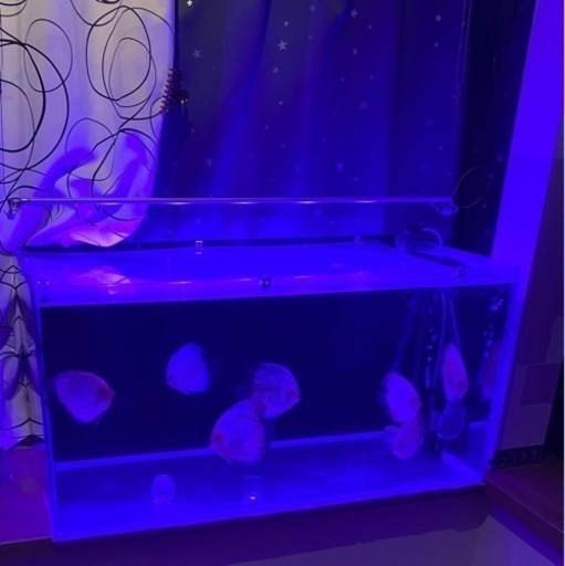 初心者の方「熱帯魚の王様ディスカス」を飼ってみませんか
