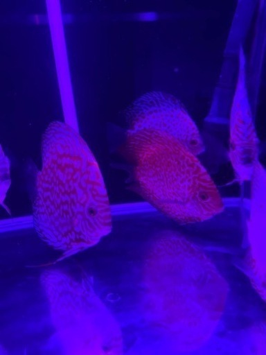 初心者の方「熱帯魚の王様ディスカス」を飼ってみませんか