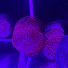 初心者の方「熱帯魚の王様ディスカス」を飼ってみませんかの画像
