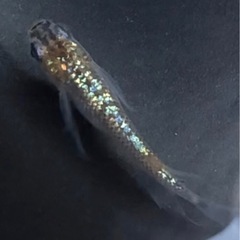 さゆり　ヒレ長　稚魚10匹　道三メダカ様血統