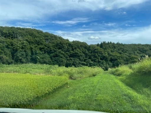 杉木　雑木　売ります