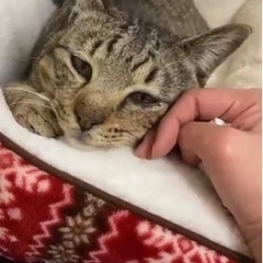 【里親さん見つかりました】