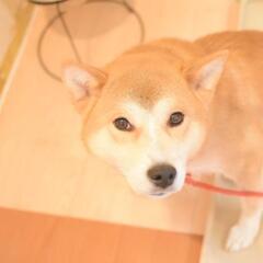 慣れると人が大好き★あさひくん
