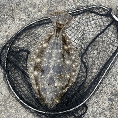 ショア釣り仲間募集中