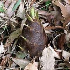 タケノコ掘り(孟宗竹)　２３日(水)のみ受付　　