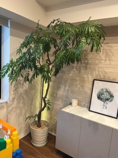 エバーフレッシュ　220センチくらい　超大型観葉植物