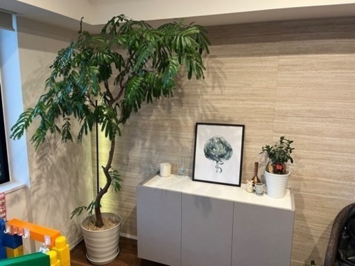 エバーフレッシュ　220センチくらい　超大型観葉植物