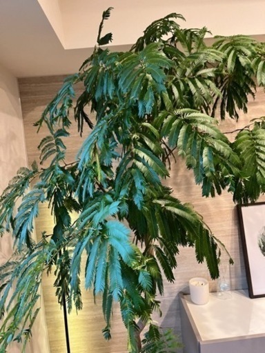 エバーフレッシュ　220センチくらい　超大型観葉植物