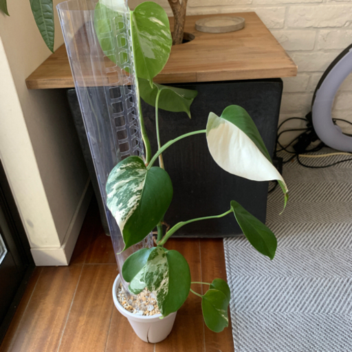 特麗白斑入り モンステラ ホワイトタイガー　ハーフムーン　支柱付き　観葉植物