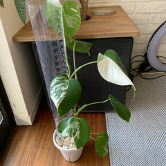 訳あり!! モンステラホワイトタイガー5株 格安ハーフムーン フルムーン 特麗白斑入り モンステラ ホワイトタイガー ハーフムーン 支柱付き