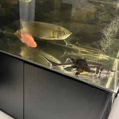 コチョウザメの画像