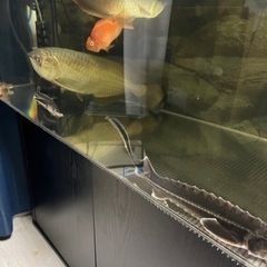 コチョウザメの画像