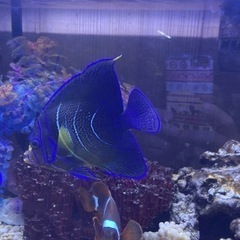 決まりました！海水魚（サザナミヤッコ、スパイチークなど）