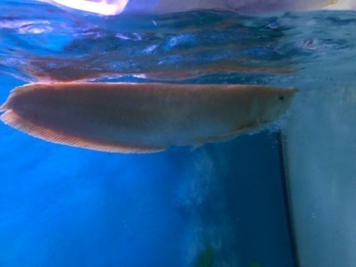 アルビノシルバーアロワナ約６０センチくらい