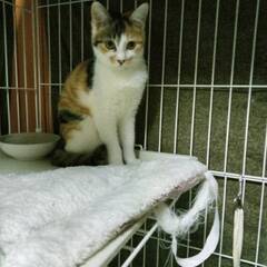 猫達を幸せにする会。里親募集中です。