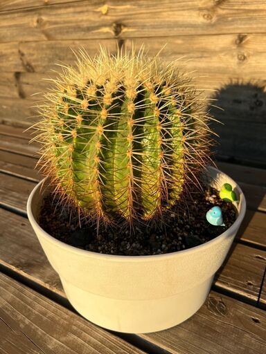 金鯱　キンシャチ　サボテン（引取限定）