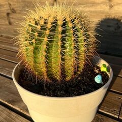 金鯱 キンシャチ サボテン（引取限定）