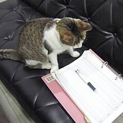 メール対応メインのカスタマーサポート募集！の画像