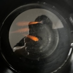 金魚 3匹の画像