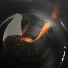 金魚 3匹