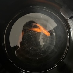 金魚 3匹の画像