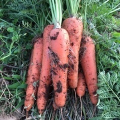 一緒に楽しく農作業できる方! − 茨城県