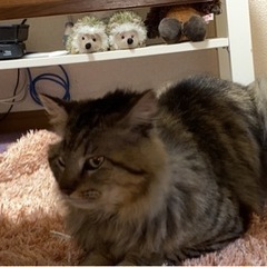 猫を探して