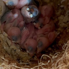 桜文鳥と白文鳥の間に生まれた雛3羽 - 柏市