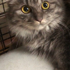 トライアルが決定しました　推定６ヶ月の長毛猫ちゃん女の子