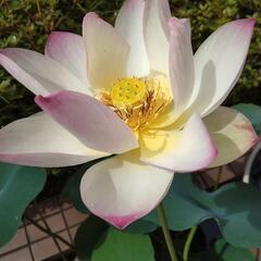 花蓮の苗