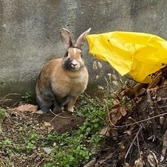 ミニうさぎ【ライオン種が母親】