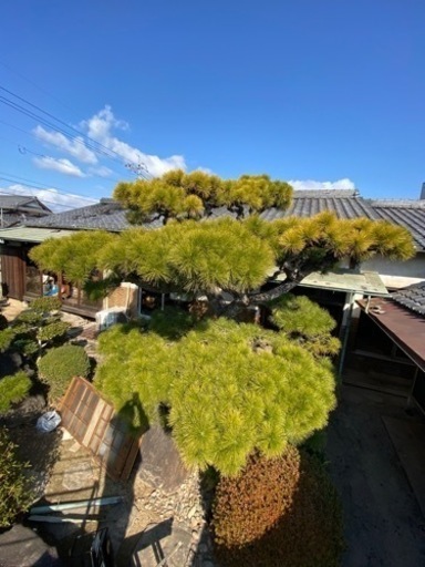 松の木　黒松　庭木