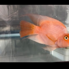 熱帯魚・サラサパロット・シクリッド