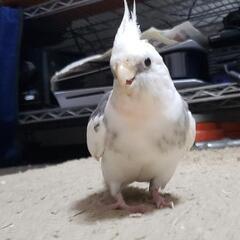 鳥が大好きです
