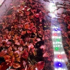 ルドヴィジアspスーパーレッド　ロタラコロラタ　ろたらsphra 30本の画像