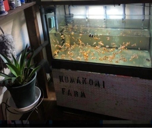 【【お譲り先決定しました】お得】オーバーフロー　マーフィードガラス水槽900 セット