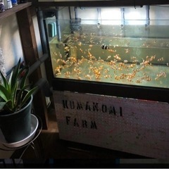 【【お譲り先決定しました】お得】オーバーフロー　マーフィードガラ...