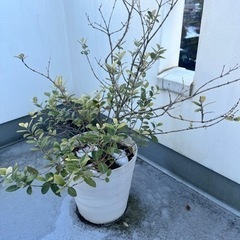 フェイジョア苗木。鉢植え４年。