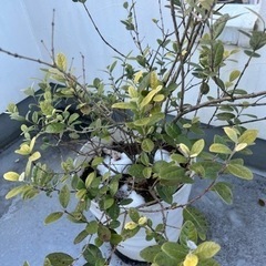 フェイジョア苗木。鉢植え４年。の画像