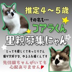 4～5歳位　子猫にもとっても優しい、おおらかなラグドール風のコア...