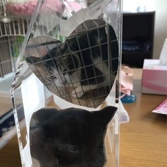 個人で保護猫活動やっております。 − 福岡県