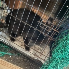 個人で保護猫活動やっております。 - 助け合い